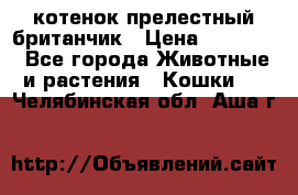 котенок прелестный британчик › Цена ­ 12 000 - Все города Животные и растения » Кошки   . Челябинская обл.,Аша г.